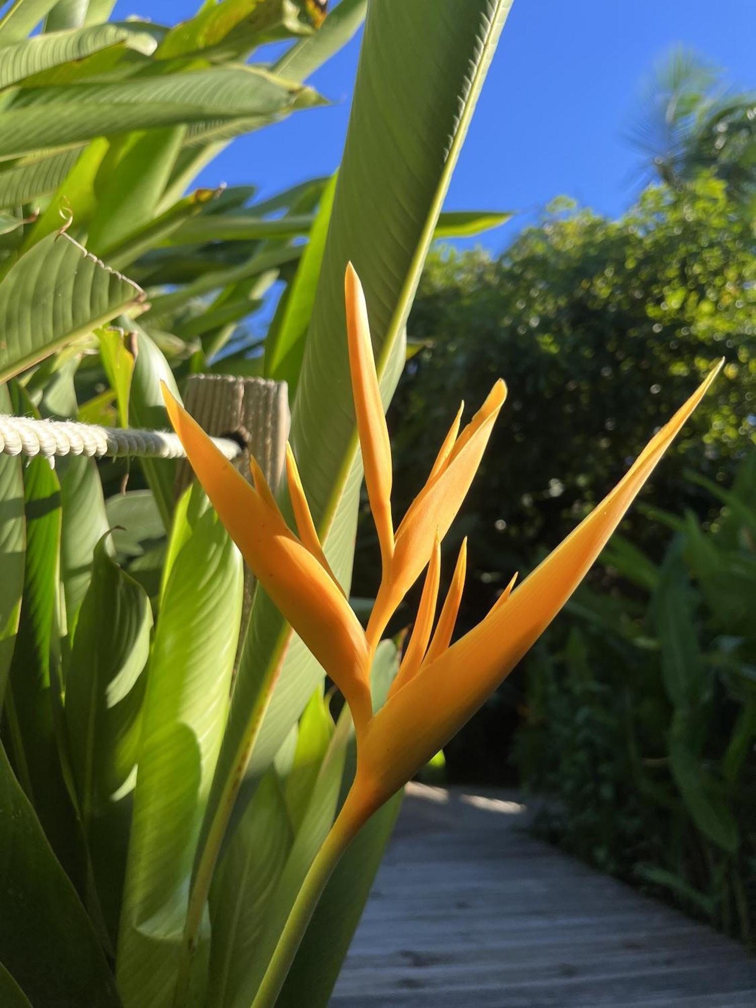 Eden Paradise Ecolodge & Spa Sainte-Luce Exterior foto